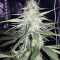 Sweet ZZ (Sweet Z) (RQS)