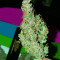Semi di White Widow Auto femminizzati (Kera Seeds)