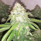 Xtreme Kush (Xtreme Seeds)