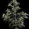 Arjan's Haze #2 (GHS)