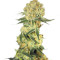 Auto Wappa (Paradise Seeds)