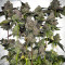 Blue Dream-Samen (Herbies Seeds)