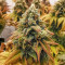 Blue Zushi Feminized Seeds (Original Sensible Seeds)