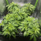 Cheese (Herbies Seeds)