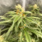 Cheese (Herbies Seeds)