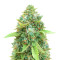 Chemdog Fast Version (Herbies Seeds)