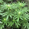 Dieselicious feminized seeds