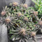 Semillas Feminizadas Dozy Breath (AlphaFem Seeds)