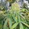 Dozy Doz Feminized Seeds (AlphaFem Seeds)