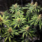 Dozy Sith Feminized Seeds (AlphaFem Seeds)
