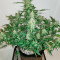 Graines de cannabis Extreme Impact Auto (Heavyweight Seeds)