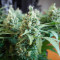 Graines de Godzilla Original Glue GG#4 Auto (Herbies Seeds)