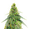 เมล็ด Gorilla Purple Autoflower (EGS)