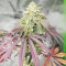 Sementes Feminizadas de Grandaddy Banner (AlphaFem Seeds)