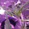 Venta de LSD Auto (Barney's Farm) | Semillas de marihuana feminizadas