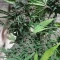 Vente de graines de cannabis LSD-25 Auto (Fast Buds)