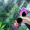 Vente de graines de cannabis Fast & Vast Auto (Heavyweight Seeds)