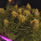 The Incredible Bulk Seeds (Dr. Krippling Seeds) - Cannabis Strain Seeds for Sale