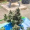 Achetez des graines féminisées Grandmommy Purple par Herbies Seeds