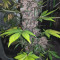 Vente de graines de cannabis LSD-25 Auto (Fast Buds)
