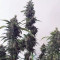 Venta de Pineapple Express Auto (Fast Buds) | Semillas de marihuana feminizadas