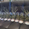 Vente de graines de cannabis CBD Blue Shark (Barney's Farm)