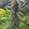 Critical Lemon Seeds - Cannabis Strain Seeds for Sale