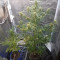 AK420 Seeds - Cannabis Strain Seeds for Sale