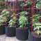 Green Crack Seeds (Blimburn Seeds) - Cannabis Strain Seeds for Sale
