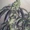 Bubba Island Kush Seeds - Cannabis Strain Seeds for Sale