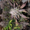 Vente de graines de cannabis Purple Lemonade Auto (Fast Buds)