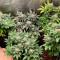 Cookies USA Seeds