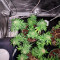 Blue Cheese Seeds (RQS) - Cannabis Strain Seeds for Sale