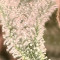 Achetez des graines féminisées Grandmommy Purple par Herbies Seeds