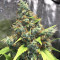 Acapulco Gold Seeds