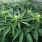 Apple & Bananask Seeds