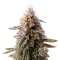 Blue Cheese (Expert Seeds) Seeds