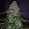 Blueberry Glue Auto (Glueberry Auto) Seeds