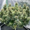 Blueberry OG Seeds (AlphaFem Seeds)