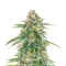 Cherry Pie Auto Feminized Seeds (Royal Queen Seeds)