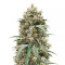Fem Mix Pack #1 – Graines féminisées (Herbies Seeds)