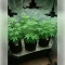 Godfather OG Seeds