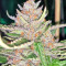Grandaddy Purple feminized seeds (Big Head Seeds)