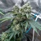 Lemon O.G. Seeds