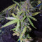 Northern Light Auto Seeds