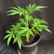 Pound Cake Auto Seeds