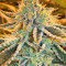 Pure Kush Seeds (Original Sensible Seeds)