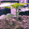 Runtz Muffin Seeds (Barney’s Farm)