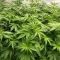 Sativa Dream Seeds