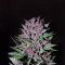 Graines de cannabis Shiva Blue regular (Xtreme Seeds)